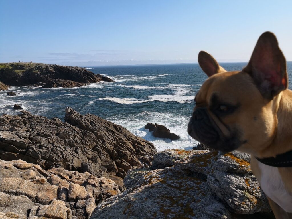 Les top destinations de campings en Bretagne où partir avec son chien