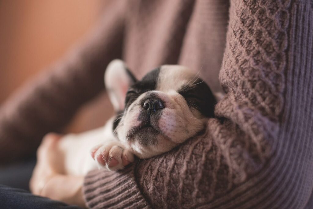 voyager avec un chiot