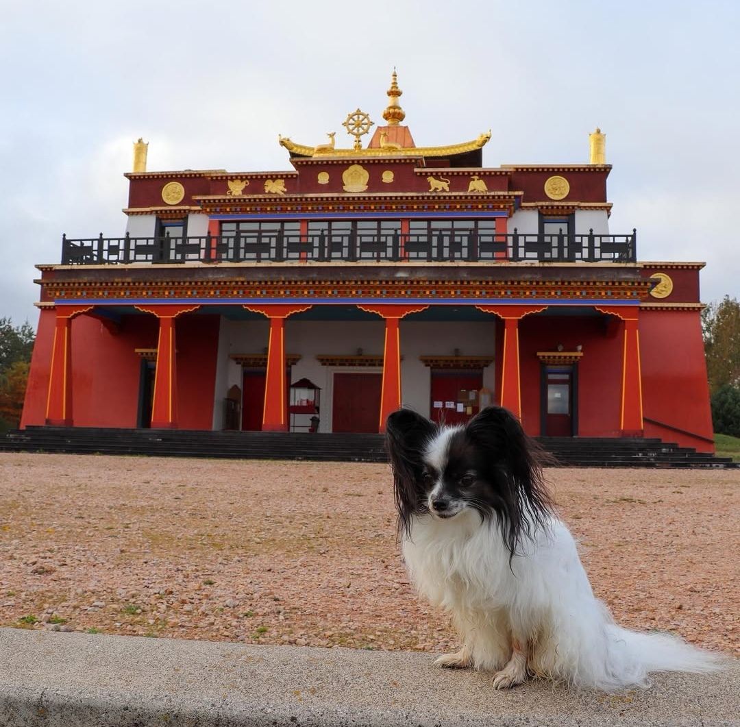 Temple Bouddhiste chien accepté auvergne