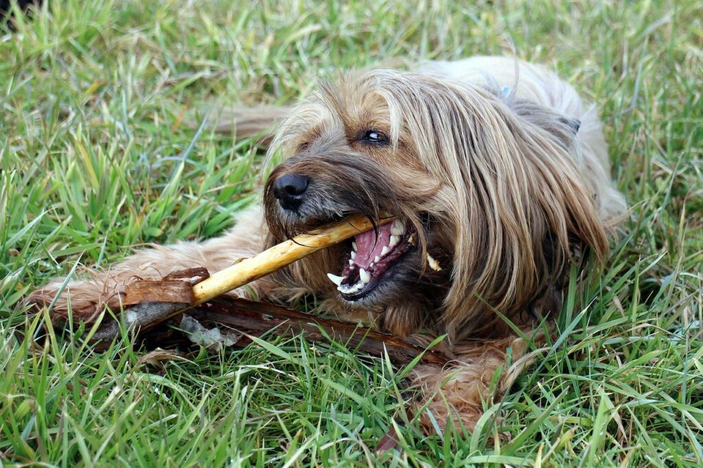 Mastication chez le chien : pourquoi c’est essentiel pour sa santé et son bien-être