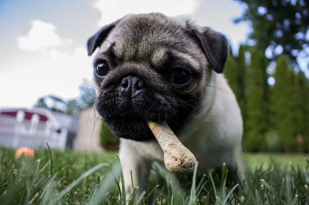 mastication chez le chien