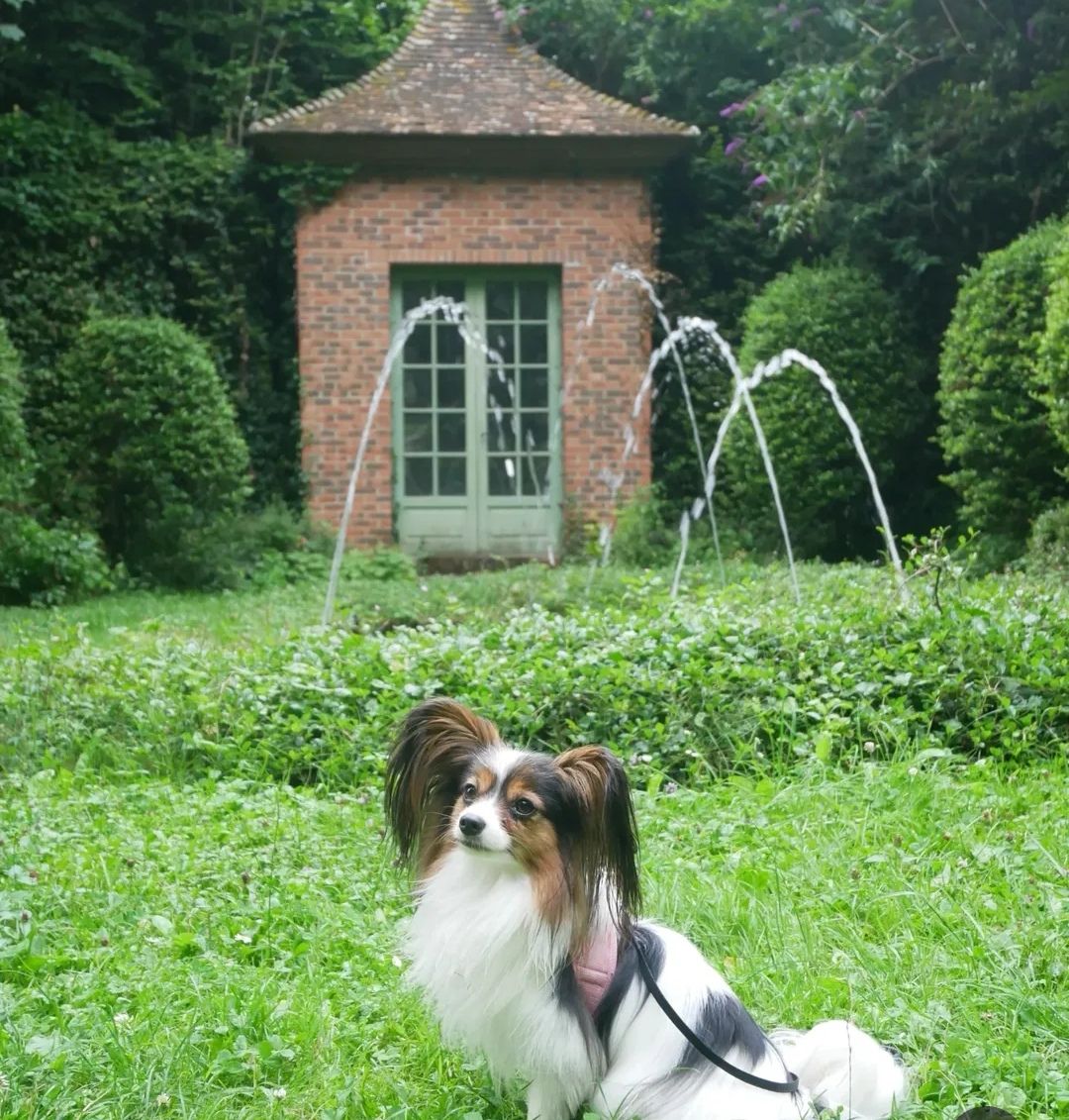 Château de Vendeuvre et ses jardins chien accepté calvados normandie