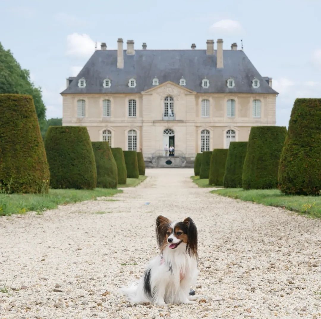 Château de Vendeuvre et ses jardins chien autorisé calvados