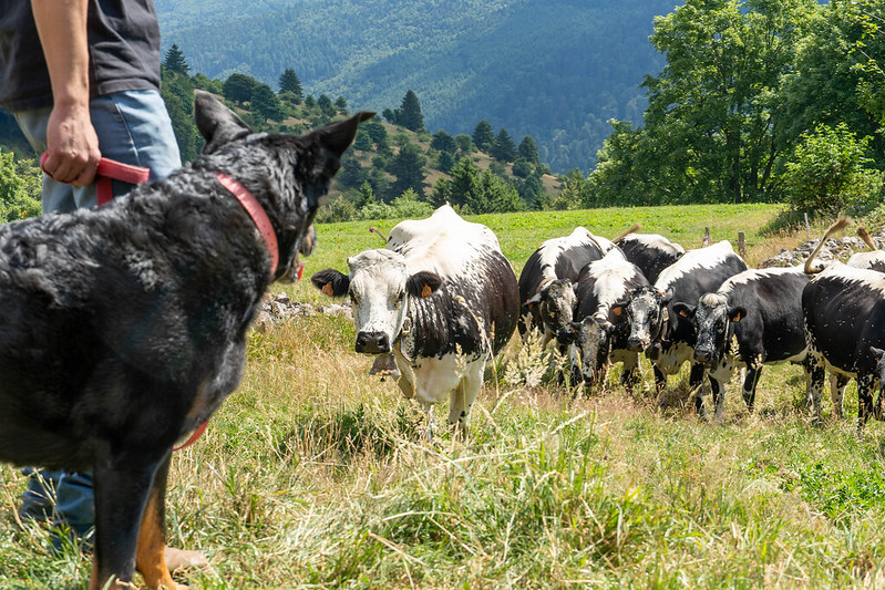 Ferme-auberge Strohberg avec chien