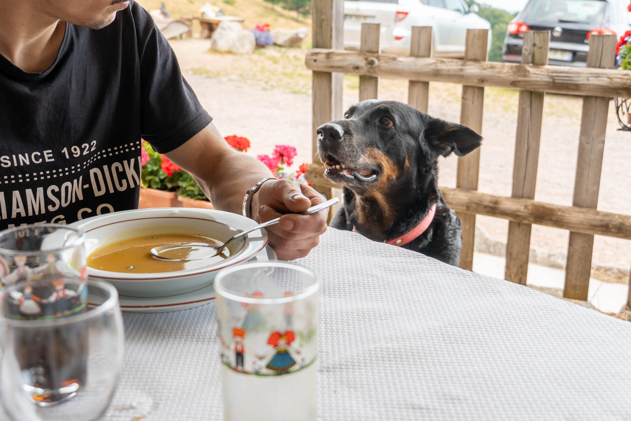 Ferme-auberge Strohberg avec chien vallée munster