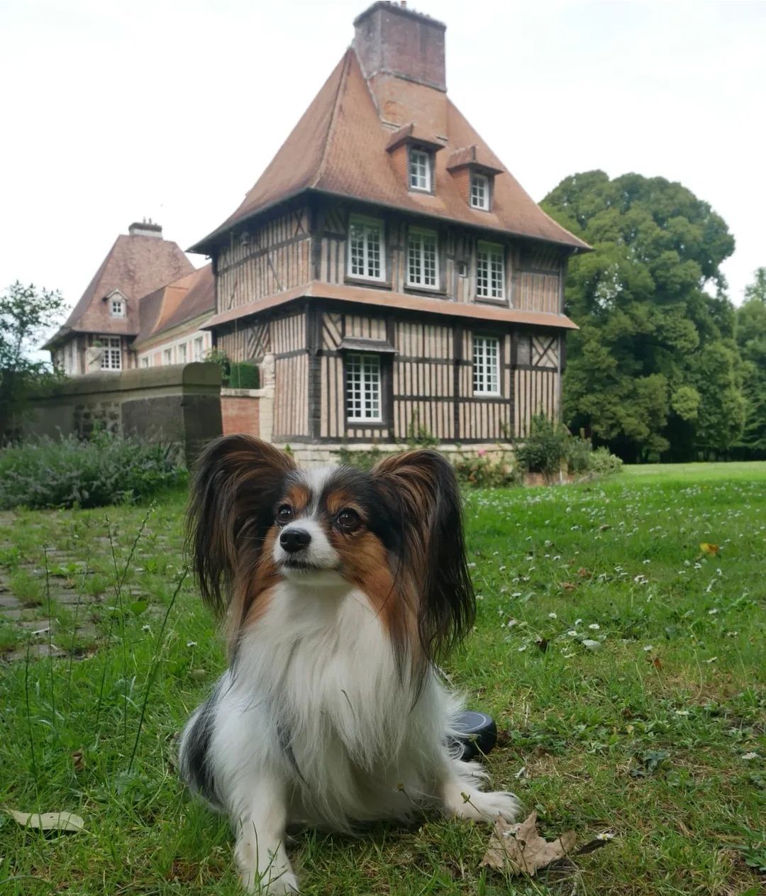 La Spiriterie Française - Château du Breuil chien accepté visite calvados