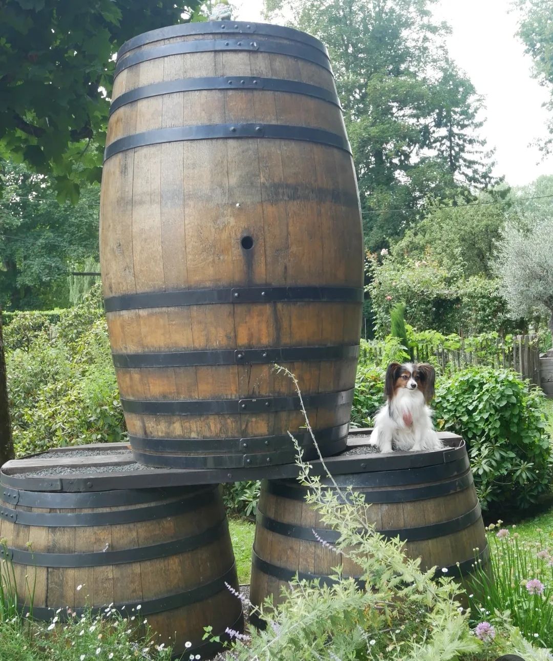 La Spiriterie Française - Château du Breuil visite dogfriendly calvados