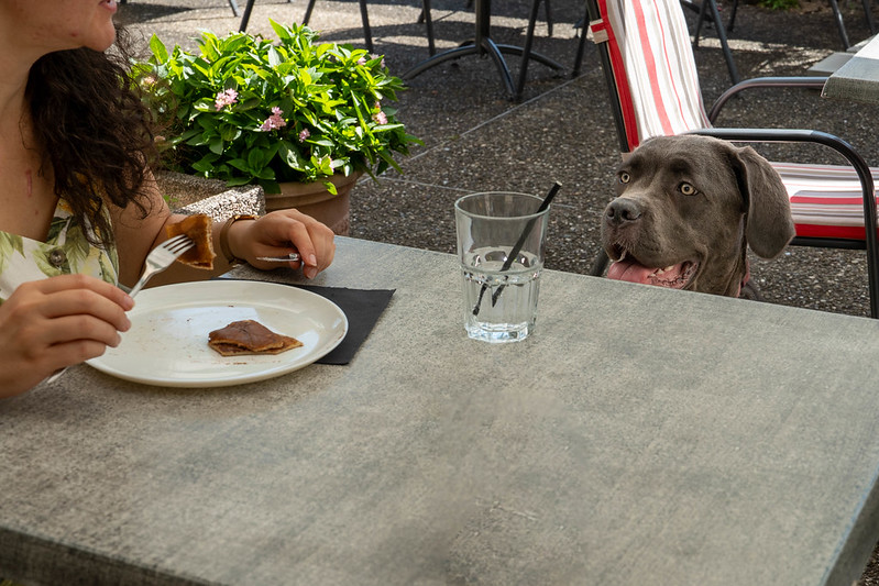 Restaurant à l'Abbaye d'Anny avec chien
