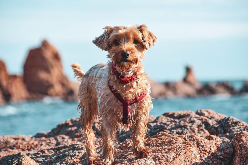 Immortalisez vos souvenirs de vacances avec votre chien grâce à un album photo en ligne