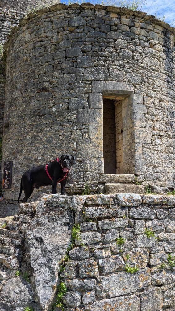 château de Bonaguil chien accepté