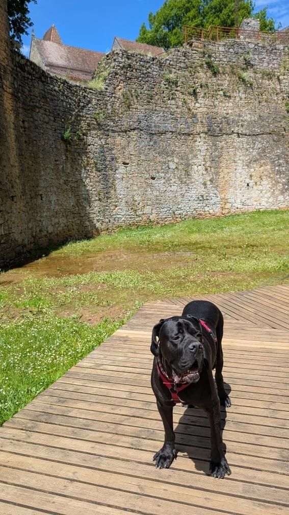 château de Bonaguil chien autorisé