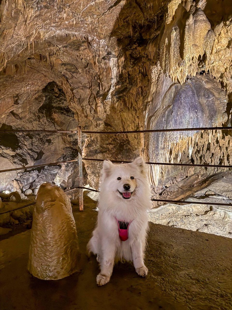 grottes de médous chien accepté