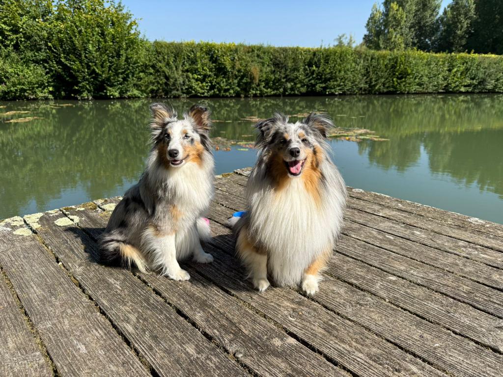parc du château la motte tilly chien accepté activité aube