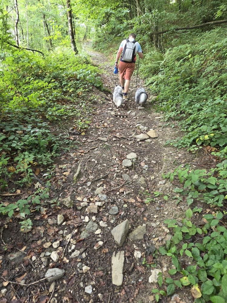 randonnée tarn avec chien méandre de marsal