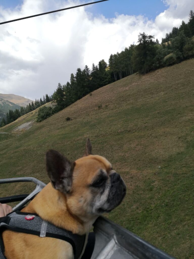 télésiège de Gilly activité chien accepté hautes-alpes