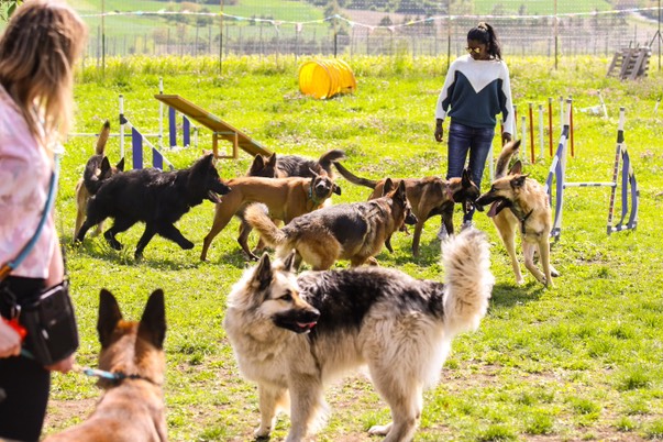 Un centre aéré qui a du chien