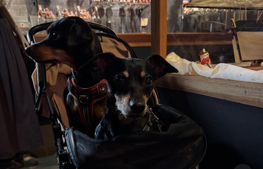 Musée de la Chouannerie et des Guerres de l'Ouest accepte chien