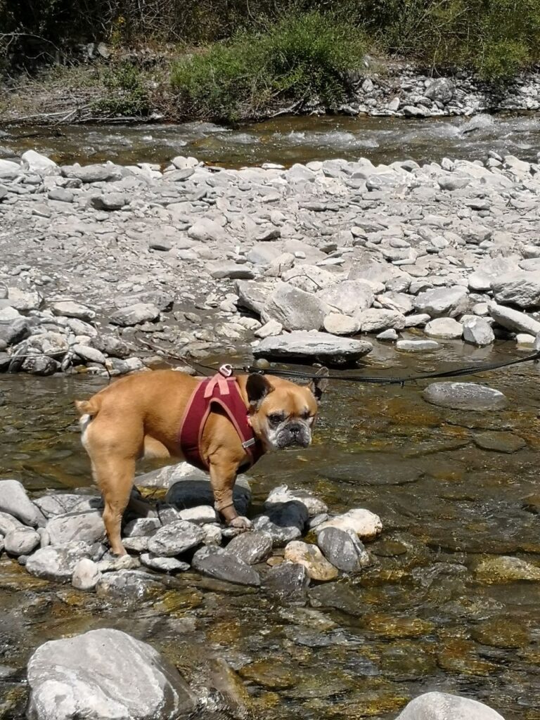 le queyras avec un chien balade et activité