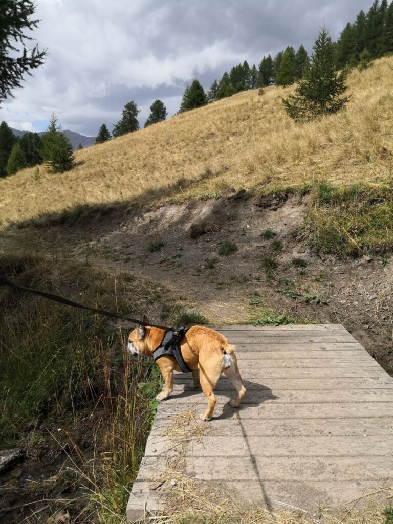 Visiter le Queyras avec un chien