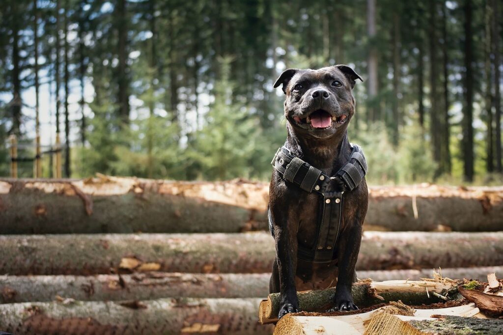 Voyager avec un Staffordshire Bull Terrier : un compagnon fidèle pour toutes vos escapades