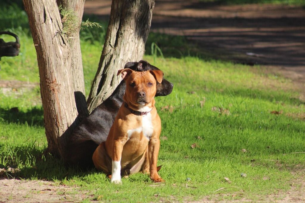 Staffordshire Bull Terrier en vacance
