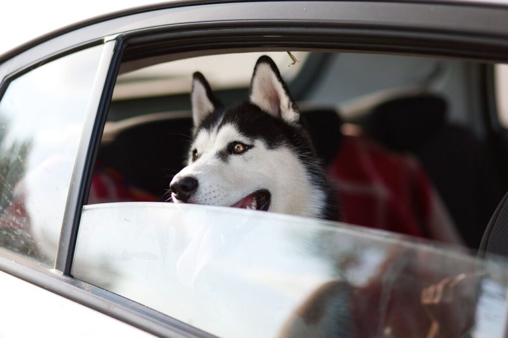 Comment voyager avec son chien ?