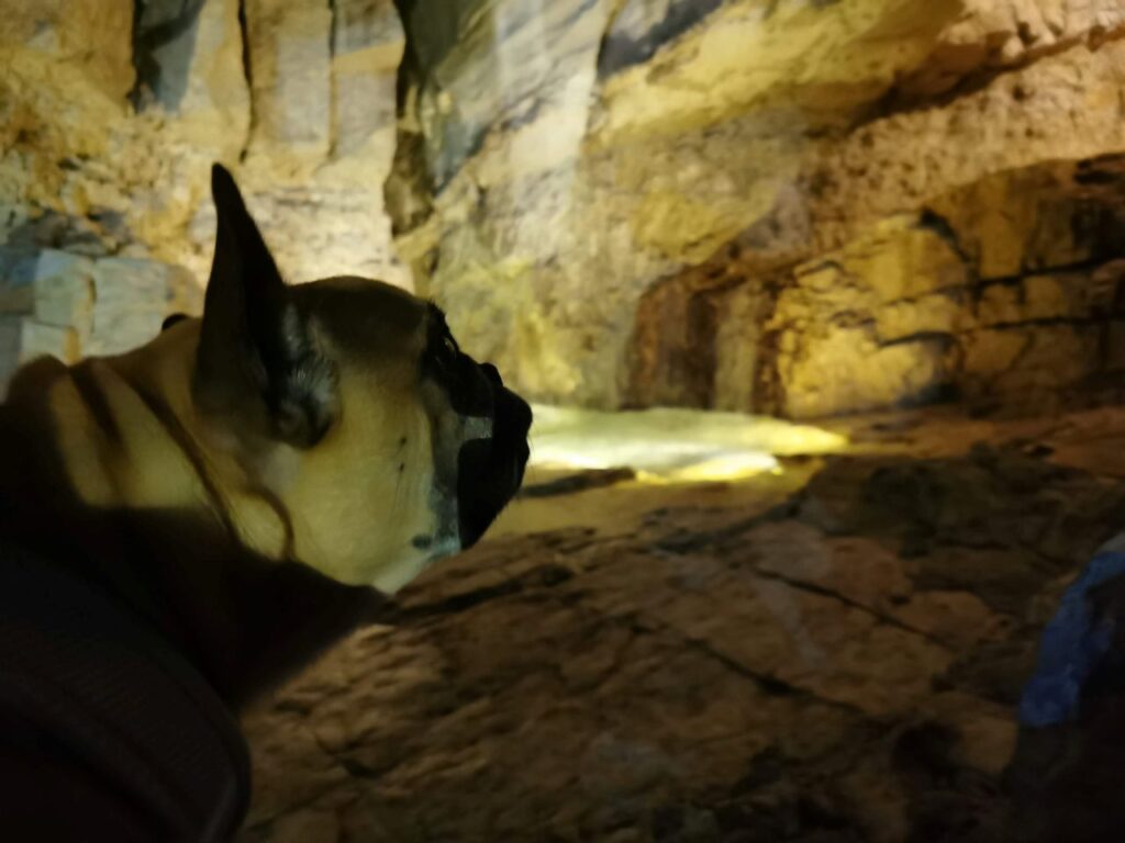 18 grottes qui acceptent les chiens en France