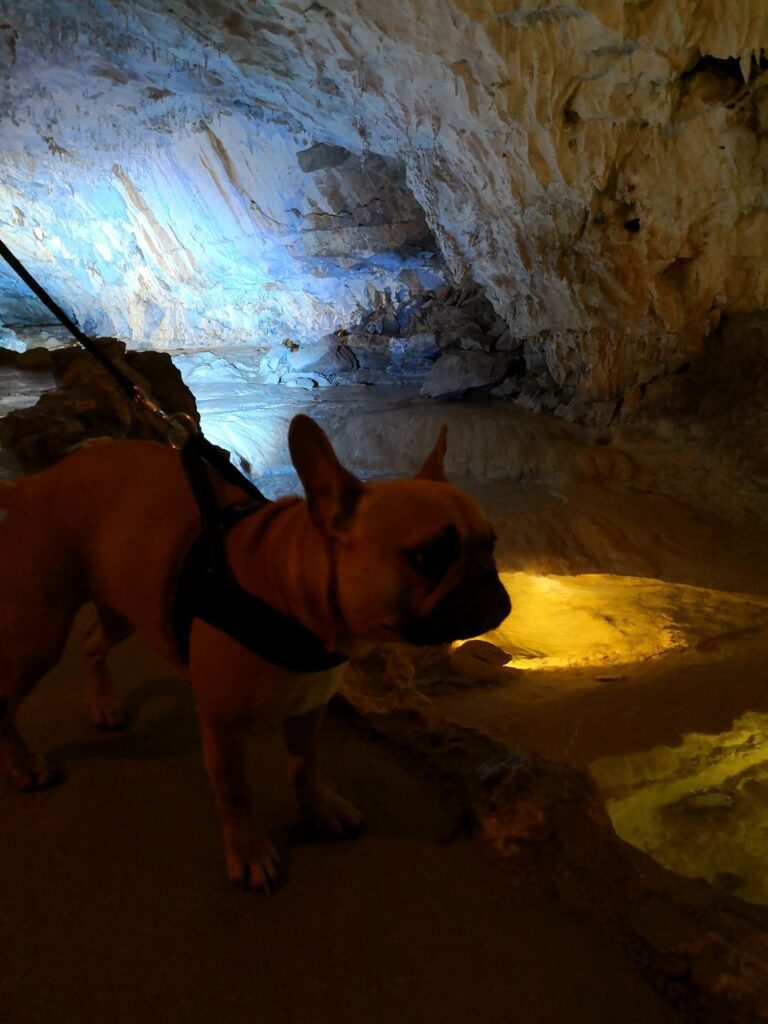 grottes qui acceptent les chiens en france