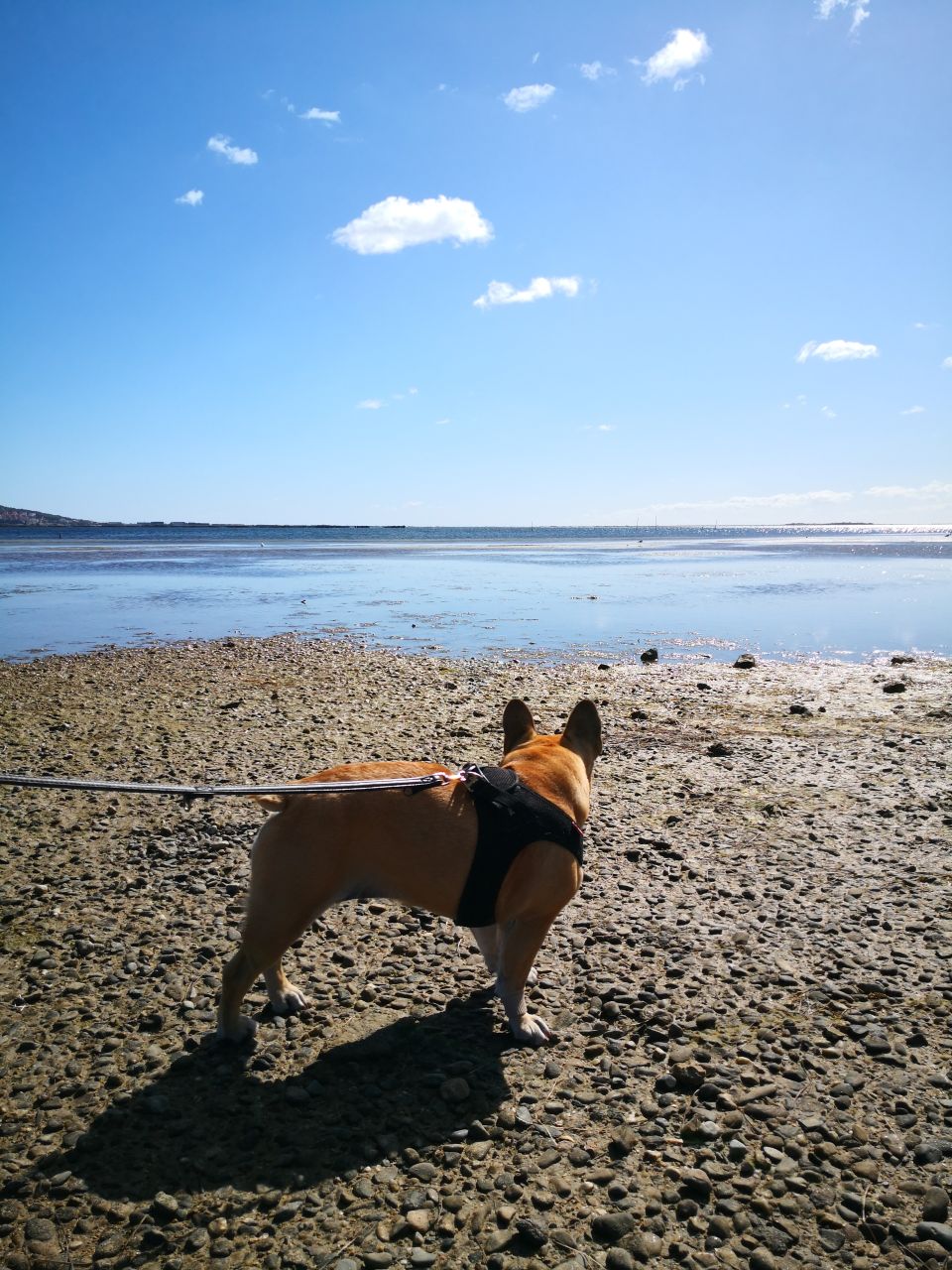 plage chien autorisé mèze hérault