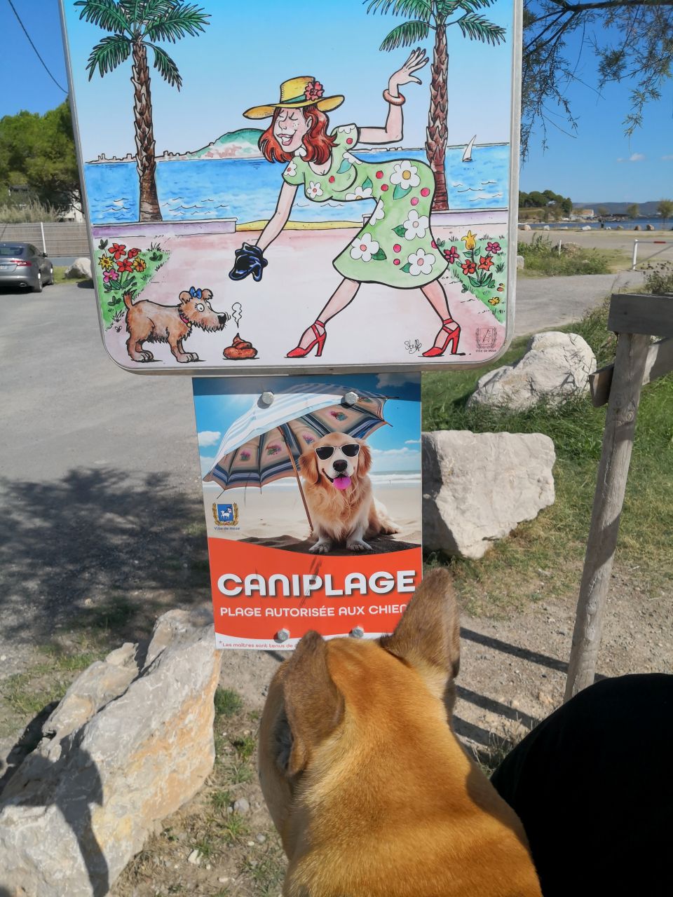 plage pour chien mèze hérault
