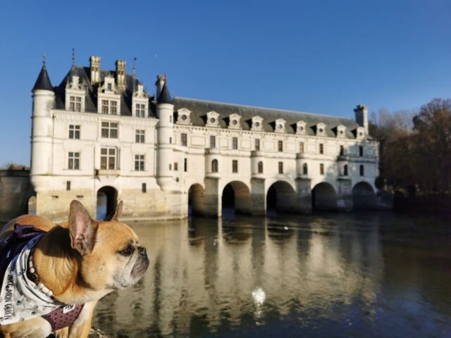 Top des activités dogfriendly en France