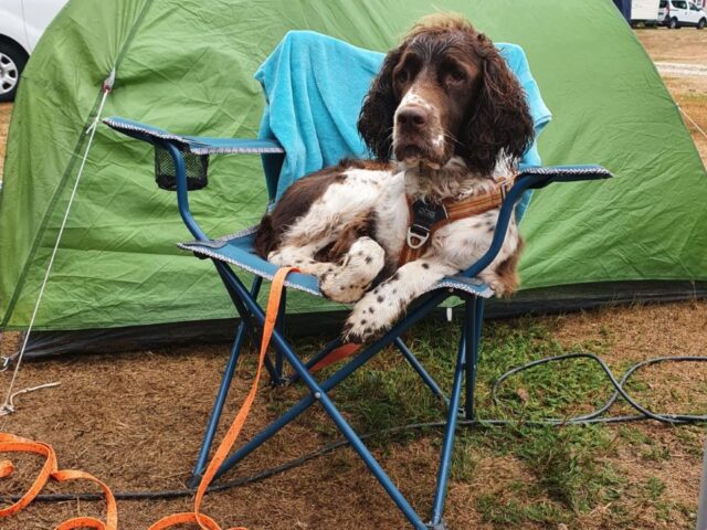 Doggy Family Centre Canin