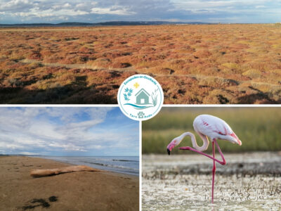 Plage Vieille Nouvelle, salins, flamants roses