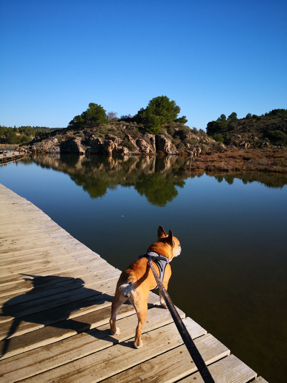 Peyriac-de-Mer activité avec chien aude