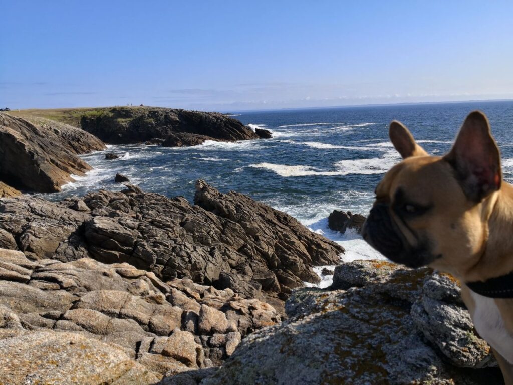 Vacances en camping en Bretagne avec votre chien : l’expérience idéale avec Homair