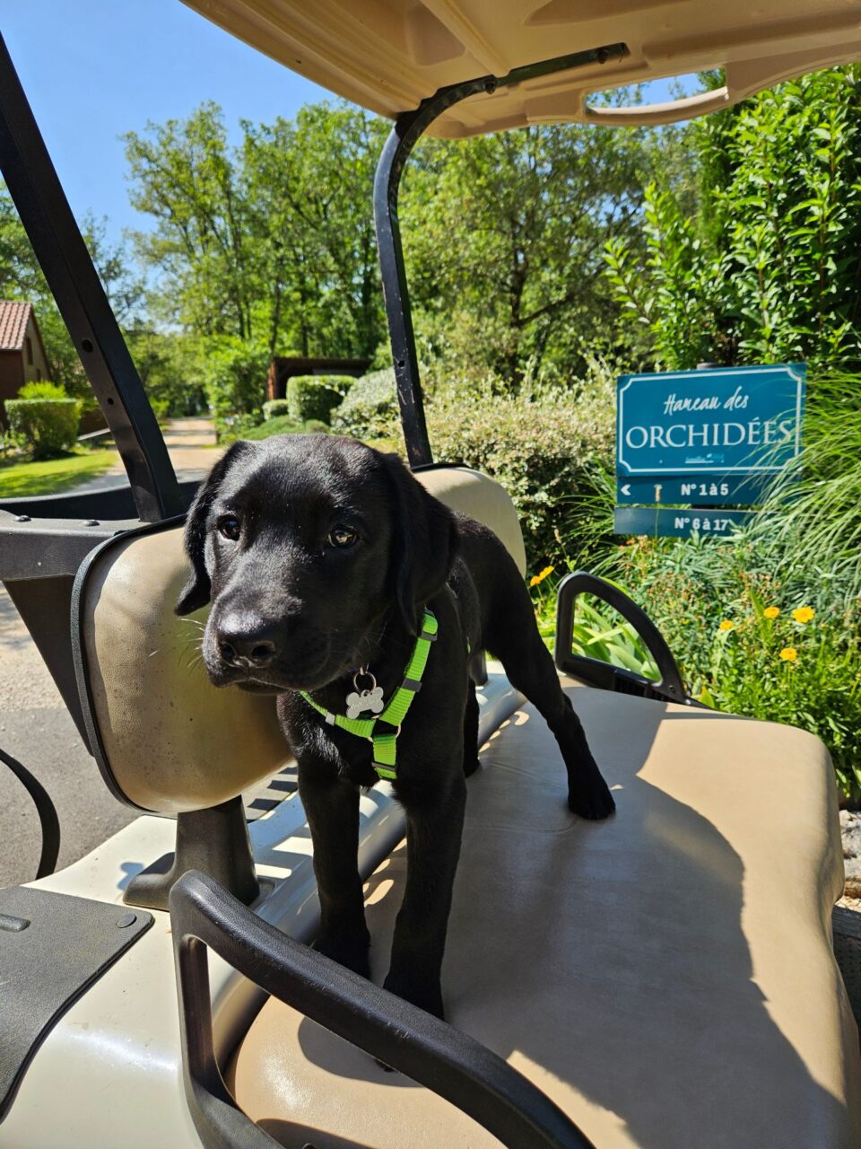 hébergement chien accepté dordogne lot