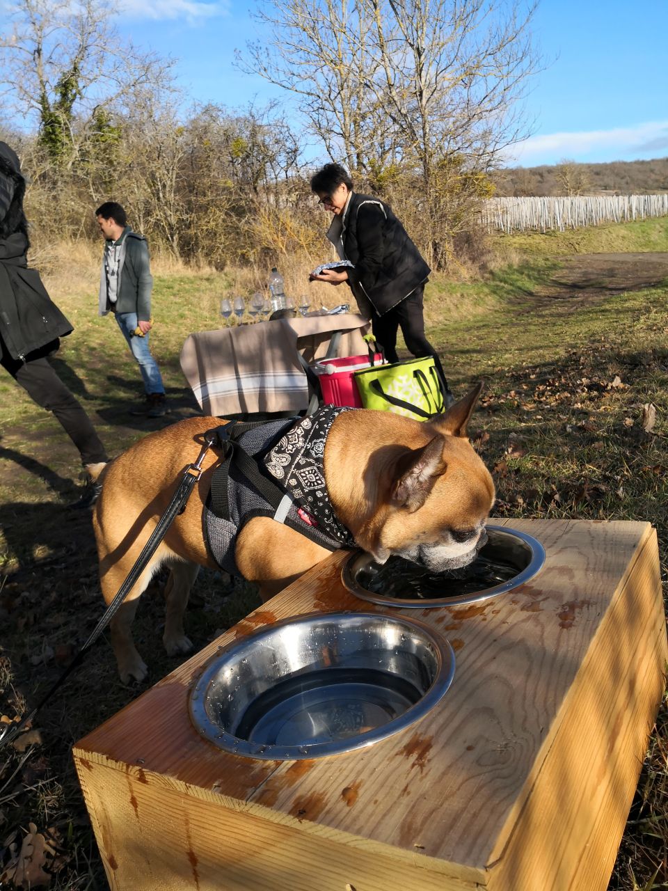 Domaine Sauvat visite chien accepté vignoble boudes