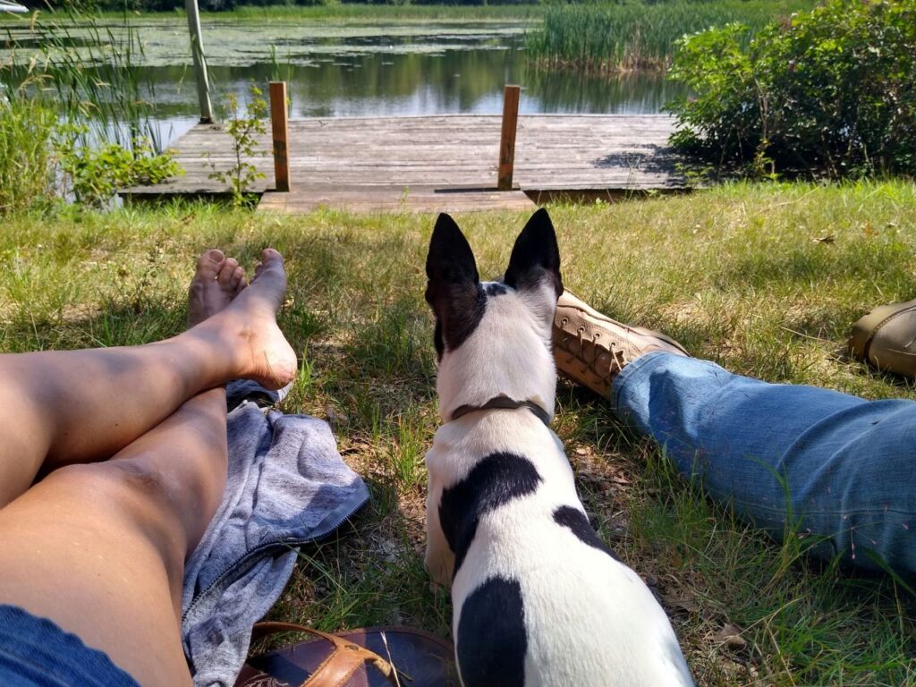 Camping dogfriendly : partez en vacances avec votre chien sans compromis !