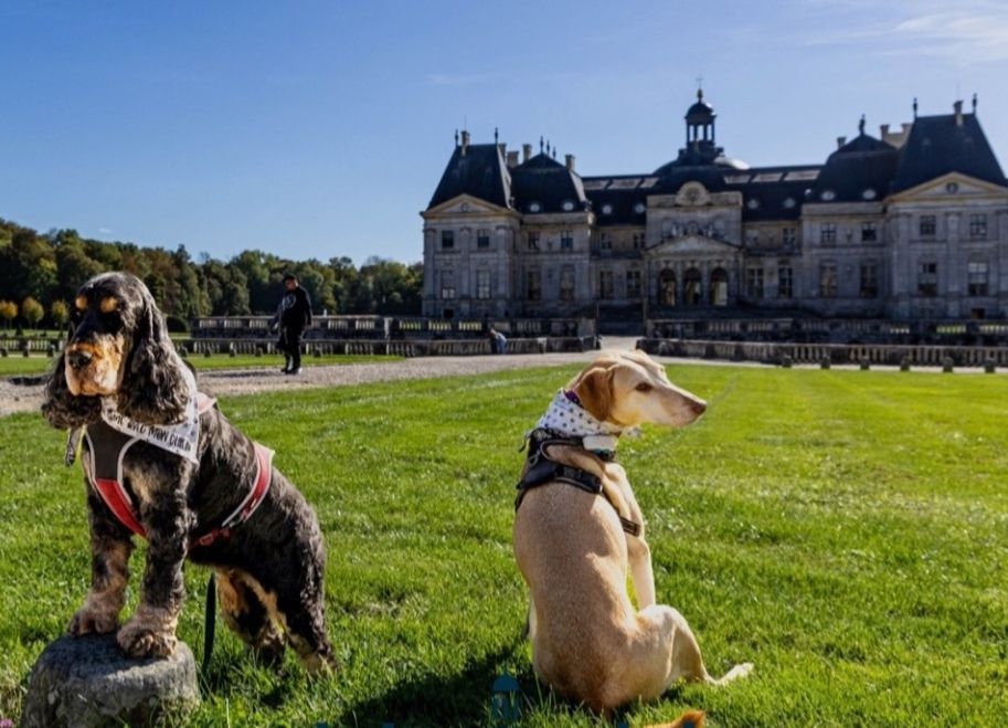 château de vaux le vicomte chien accepté