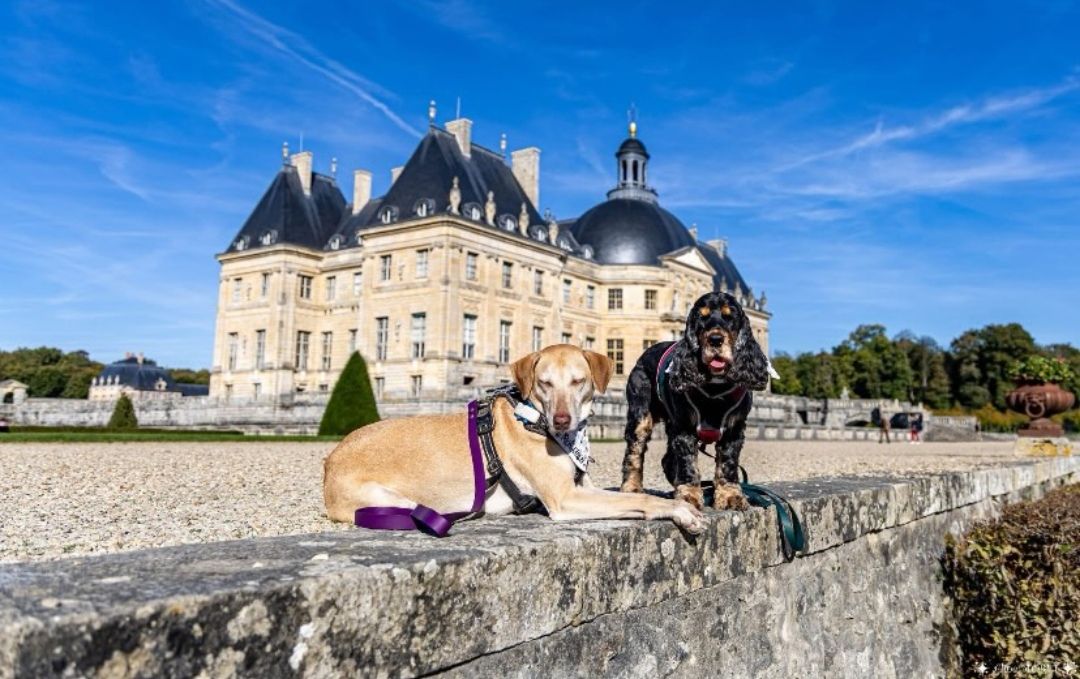 château de vaux le vicomte visite chien