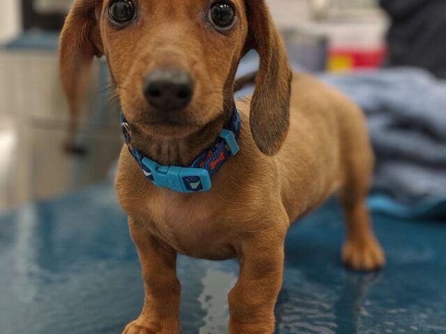 Devenir vétérinaire : une vocation pour les amoureux des animaux