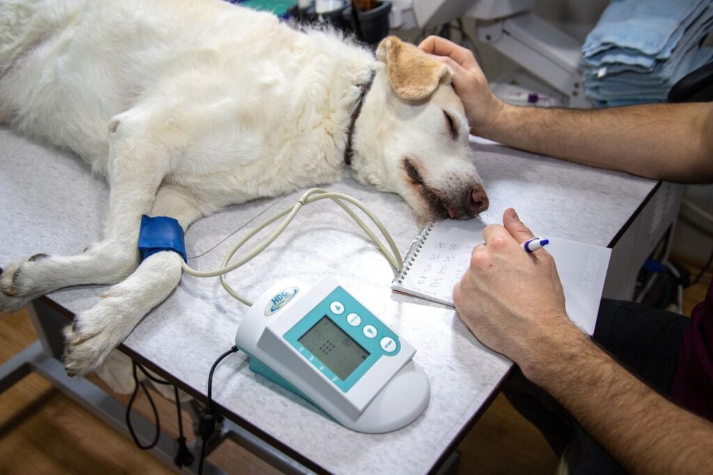 devenir vétérinaire pour chien