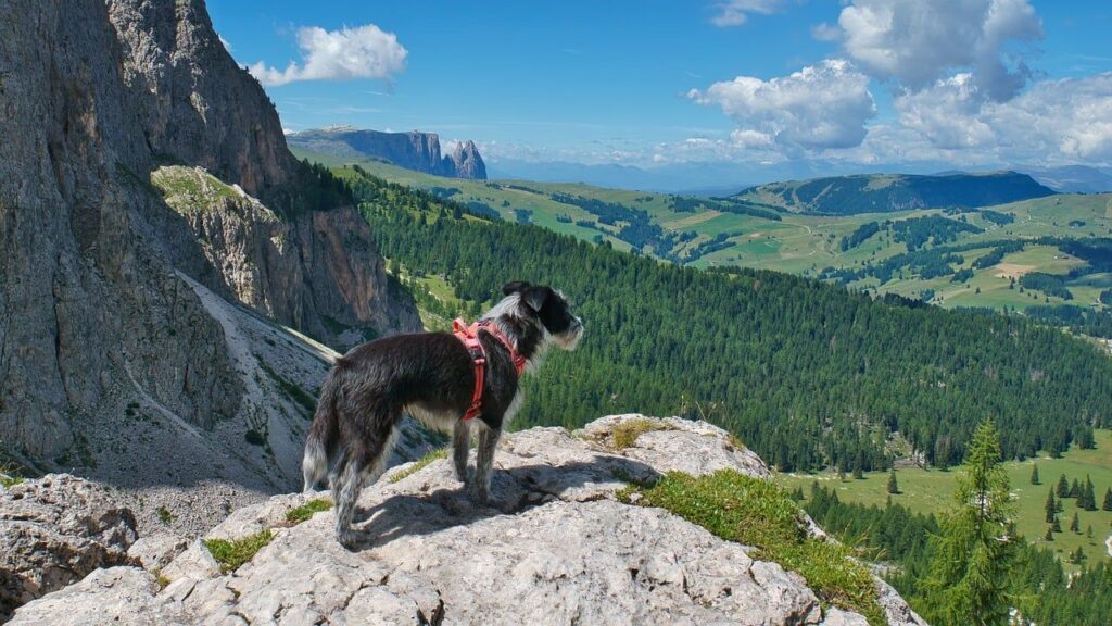 Voyager avec son chien : quelle assurance privilégier ?