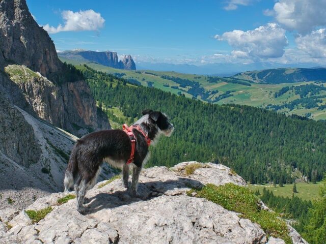 Voyager avec son chien : quelle assurance privilégier ?