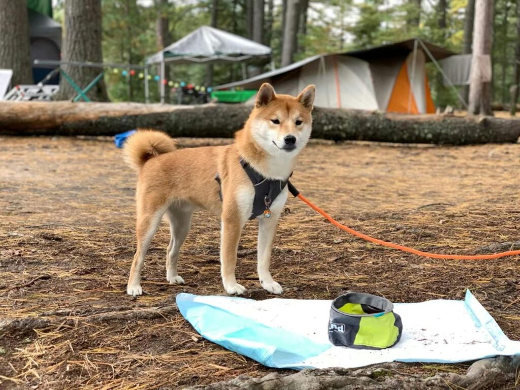 vacance en camping dogfriendly