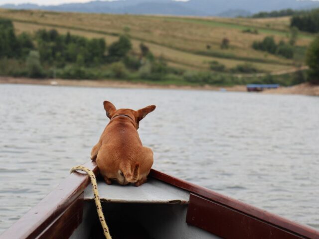 Check-list pour partir en vacances avec son chien sereinement