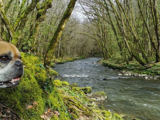 Week-end de Pâques avec son chien : nos meilleures idées de séjour