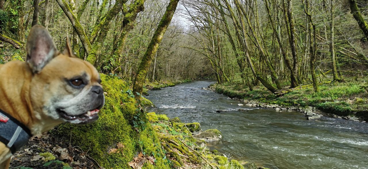 Week-end de Pâques avec son chien : nos meilleures idées de séjour