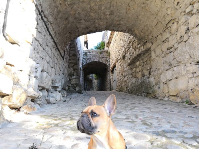 Week-end en Ardèche avec votre chien : le guide complet