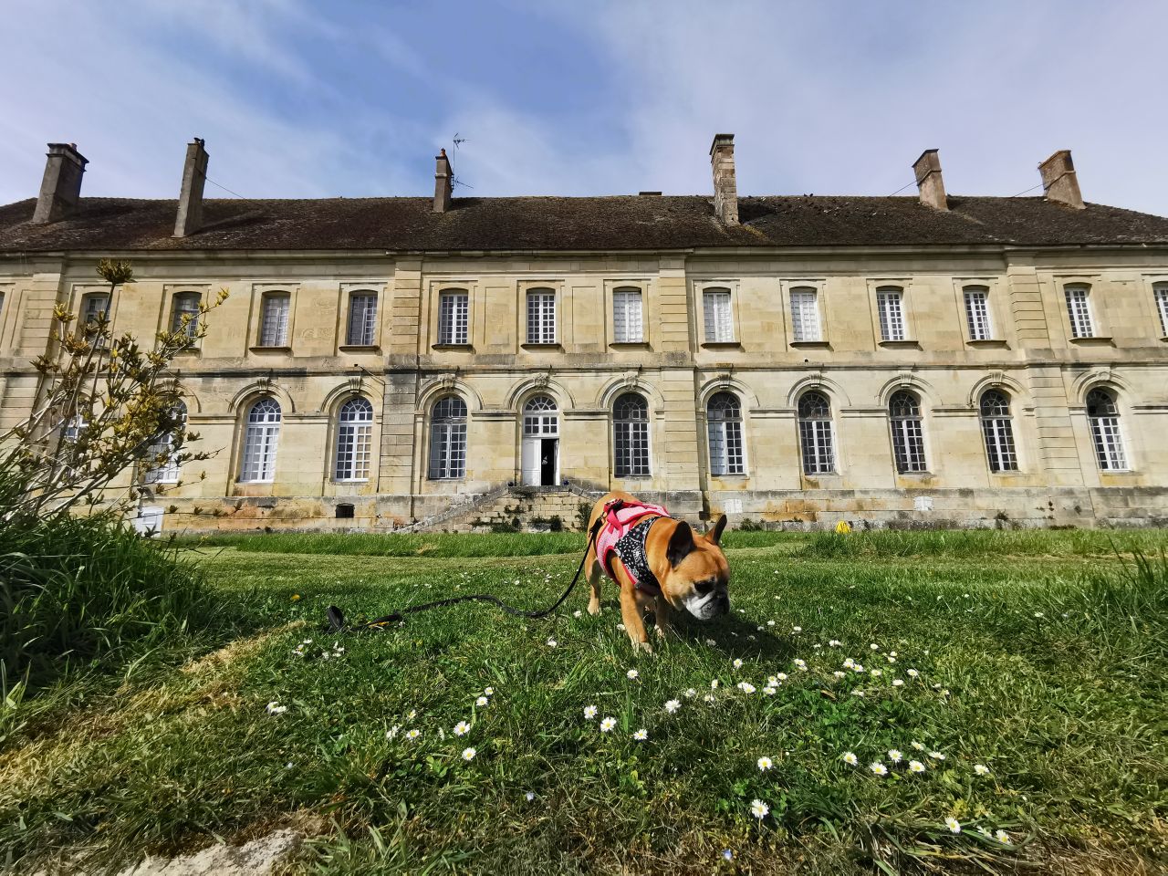 Château Abbaye de Moutiers-Saint-Jean chien autorisé bourgogne